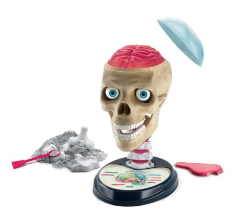 Naukowa Zabawa Zestaw Zwariowana Anatomia Język Polski Clementoni 50697 Naukowa Zabawa Zestaw Zwariowana Anatomia Język Polski Clementoni 50697