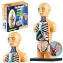Model Anatomiczny Edukacyjny Ciało Ludzkie Narządy LEAN Toys