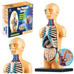 Model Anatomiczny Edukacyjny Ciało Ludzkie Narządy LEAN Toys