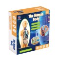 Model Anatomiczny Edukacyjny Ciało Ludzkie Narządy LEAN Toys