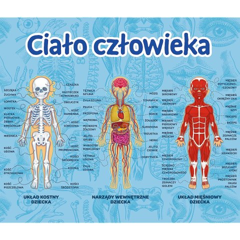 Gra Edukacyjna Ciało człowieka/ Mistrz Wiedzy Trefl 01957 Trefl Gry Gra Edukacyjna Ciało człowieka/ Mistrz Wiedzy Trefl 01957 Trefl Gry