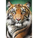 Puzzle - "1500" - Portret tygrysa Trefl 26204 Trefl Puzzle