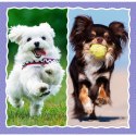 Puzzle - 3w1 - Urocze pieski - Trefl 34854 Trefl Puzzle