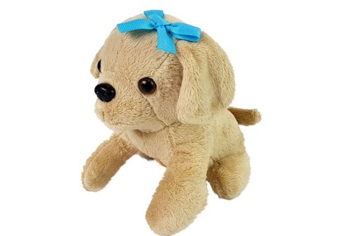 Zestaw Weterynarz z Pieskiem i Transporterem LEAN Toys Zestaw Weterynarz z Pieskiem i Transporterem LEAN Toys