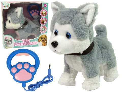 Pluszowy Piesek Husky Interaktywny Edukacyjny Smycz Piosenki Chodzi LEAN Toys Pluszowy Piesek Husky Interaktywny Edukacyjny Smycz Piosenki Chodzi LEAN Toys
