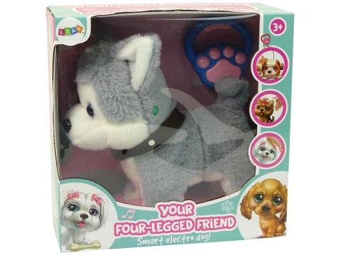 Pluszowy Piesek Husky Interaktywny Edukacyjny Smycz Piosenki Chodzi LEAN Toys Pluszowy Piesek Husky Interaktywny Edukacyjny Smycz Piosenki Chodzi LEAN Toys
