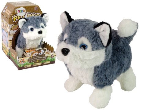 Interaktywna Maskotka Pies Husky Chodzi Porusza Ogonem Dźwięk LEAN Toys Interaktywna Maskotka Pies Husky Chodzi Porusza Ogonem Dźwięk LEAN Toys