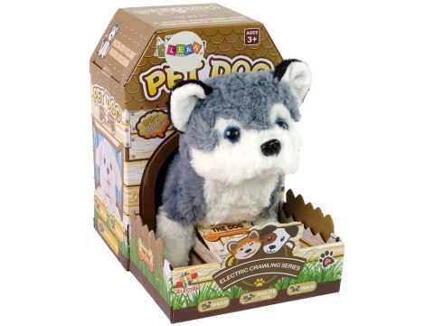 Interaktywna Maskotka Pies Husky Chodzi Porusza Ogonem Dźwięk LEAN Toys Interaktywna Maskotka Pies Husky Chodzi Porusza Ogonem Dźwięk LEAN Toys