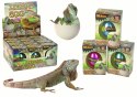 Wykluwające się Magiczne Jajko Jaszczurka Rosnące 6 cm LEAN TOYS
